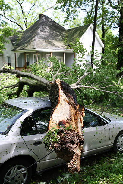 Who is responsible in the removal of fallen trees?